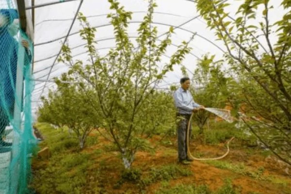 拉宾斯车厘子的品种介绍，是杂交培育品种