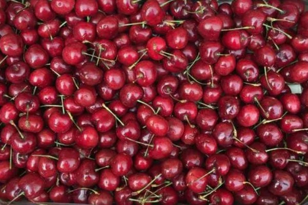 拉宾斯车厘子的品种介绍，是杂交培育品种