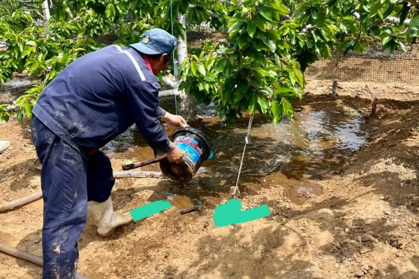 拉宾斯车厘子的品种介绍，是杂交培育品种