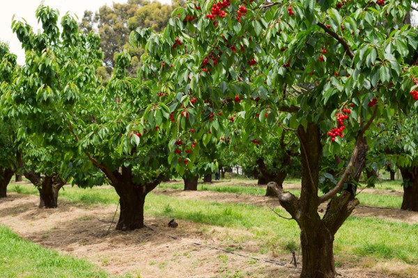 拉宾斯车厘子的品种介绍，是杂交培育品种