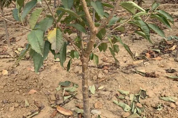 拉宾斯车厘子的品种介绍，是杂交培育品种