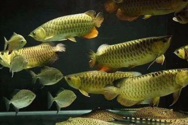 龙鱼为什么会拒食，可能存在水质差、消化不良、发生疾病等原因
