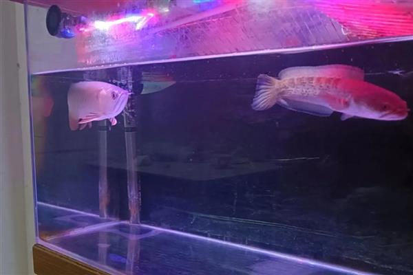 龙鱼为什么会拒食，可能存在水质差、消化不良、发生疾病等原因