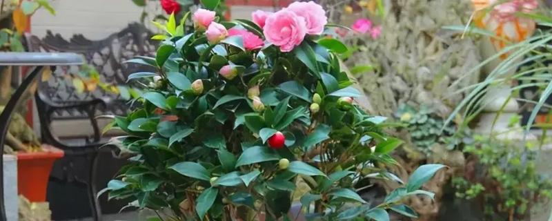 香茶花的养殖方法，以微酸性土质种植为主