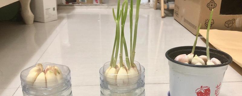 怎么用水发蒜苗，需要注意容器中的水量