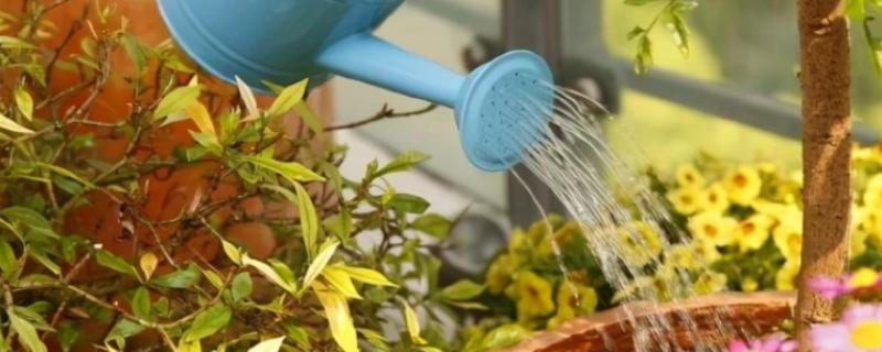 养鱼的水能浇花吗，养鱼的水能用来浇花