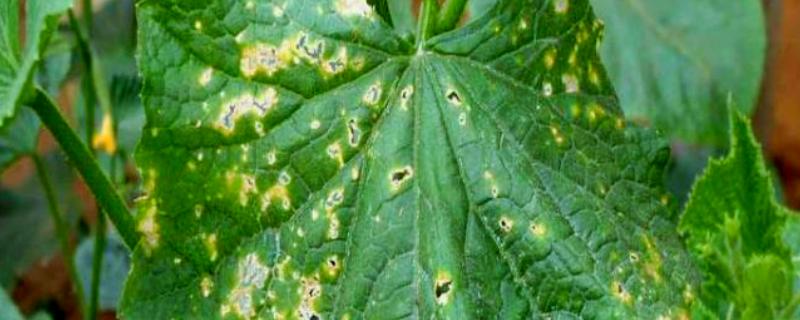 夏季黄瓜常见病害有哪些，有霜霉病、疫病、性角斑病等