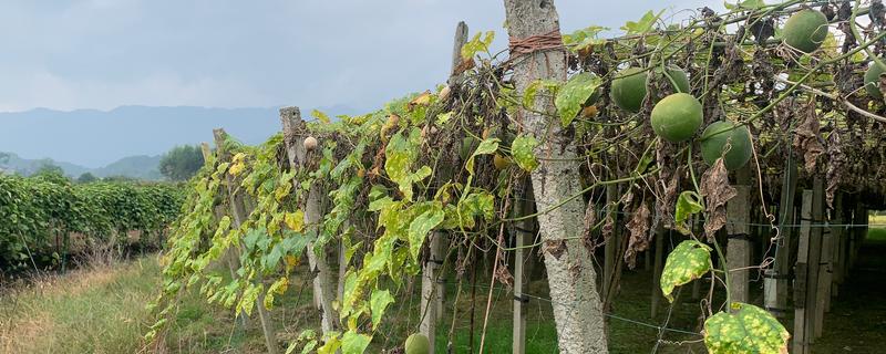 罗汉果的种植技术，种植时间一般在3-4月间