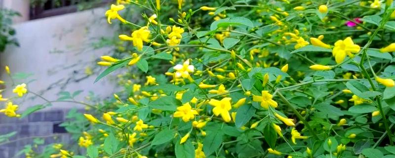 探春花的修剪方法，发黄的叶片及时剪掉