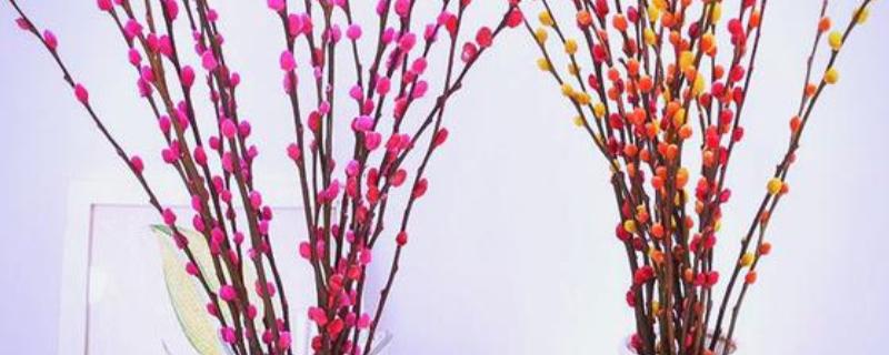 银柳要干养还是水培，可以干养也能水培