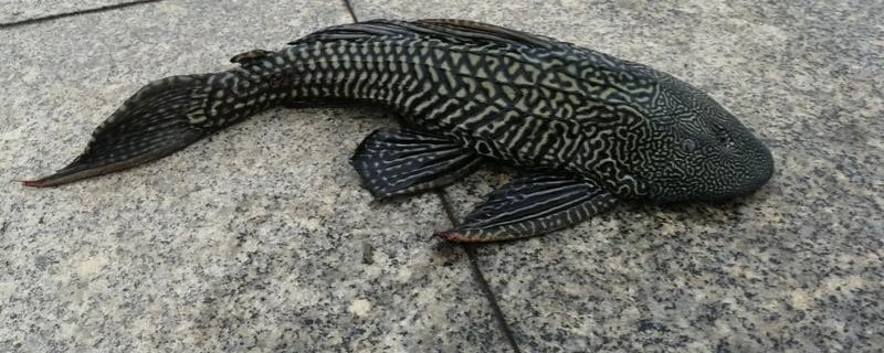 清道夫鱼为什么要活埋，是一个快速处理它们的办法