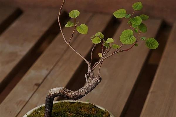 黄栌盆景一年摘叶多少次,一年摘叶1-2次