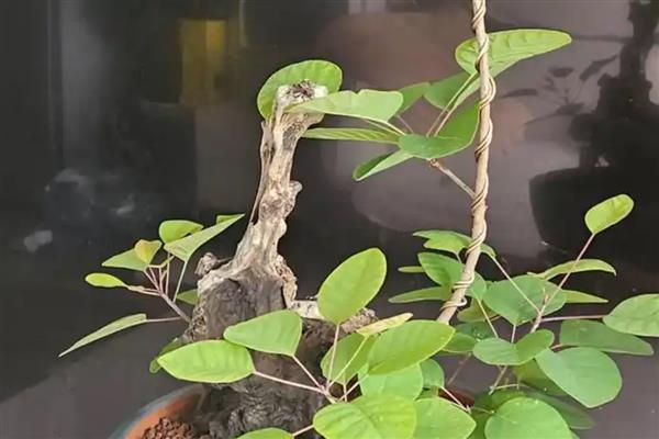 黄栌盆景一年摘叶多少次,一年摘叶1-2次