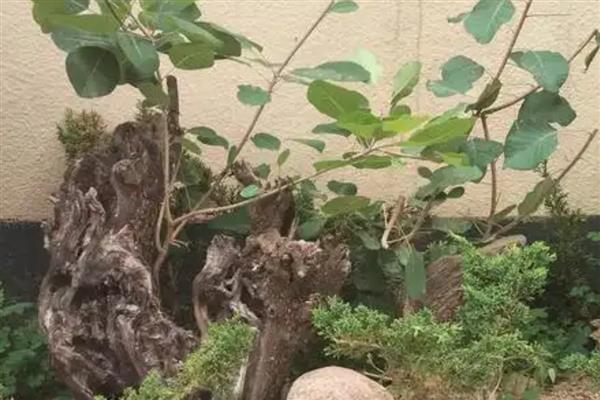 黄栌盆景一年摘叶多少次,一年摘叶1-2次