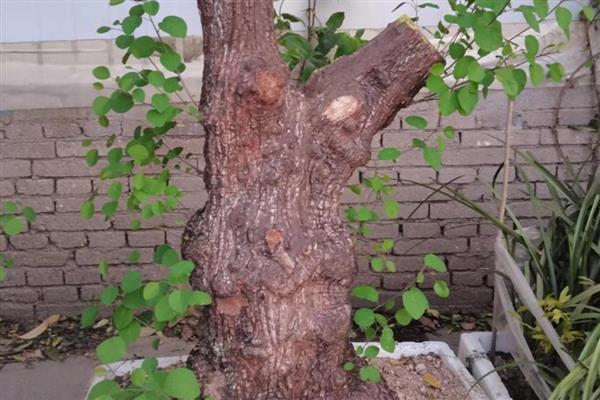 黄栌盆景一年摘叶多少次,一年摘叶1-2次