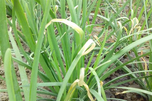 韭菜烂叶的原因,可能是得了灰霉病、疫病等