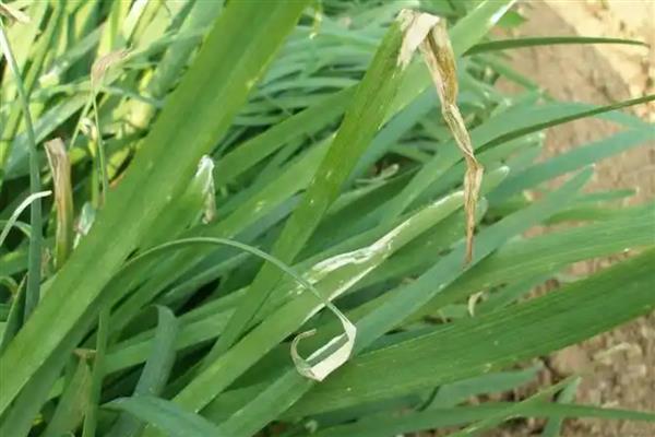 韭菜烂叶的原因,可能是得了灰霉病、疫病等