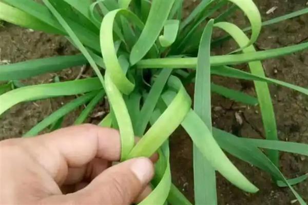 韭菜烂叶的原因,可能是得了灰霉病、疫病等