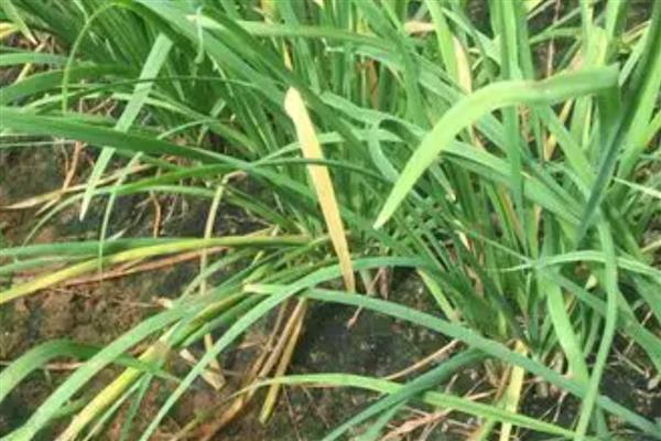 韭菜烂叶的原因,可能是得了灰霉病、疫病等