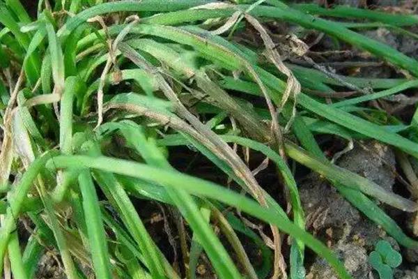 韭菜烂叶的原因,可能是得了灰霉病、疫病等