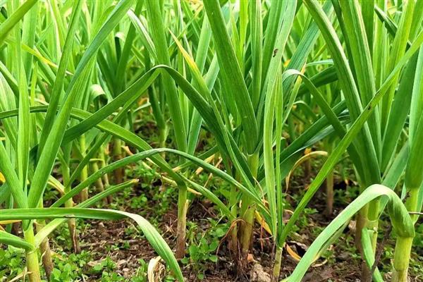 韭菜烂叶的原因,可能是得了灰霉病、疫病等