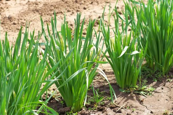 韭菜烂叶的原因,可能是得了灰霉病、疫病等