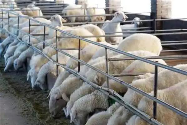 圈养羊为什么不大量喂青草,青草中的营养物质比较单一