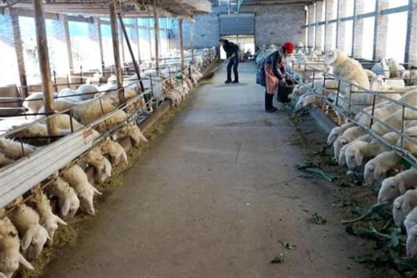 圈养羊为什么不大量喂青草,青草中的营养物质比较单一