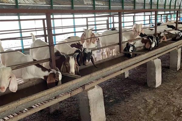 圈养羊为什么不大量喂青草,青草中的营养物质比较单一