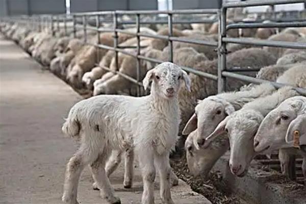 圈养羊为什么不大量喂青草,青草中的营养物质比较单一