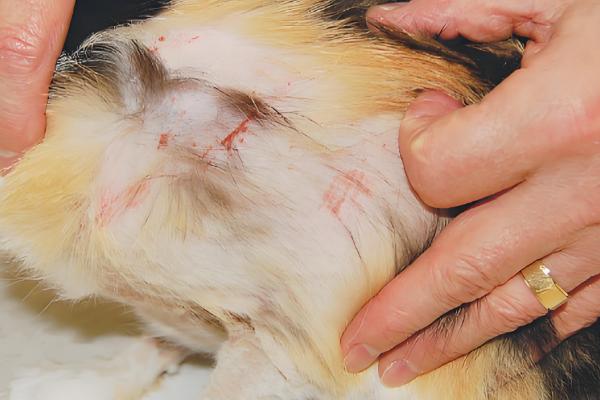 什么是猫蠕形螨，是寄生在猫身上的一种螨虫