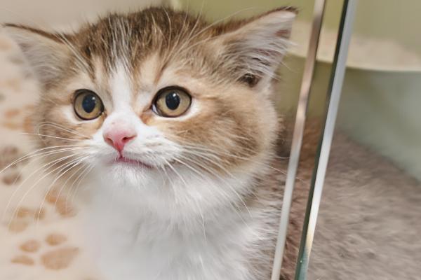 什么是猫蠕形螨，是寄生在猫身上的一种螨虫