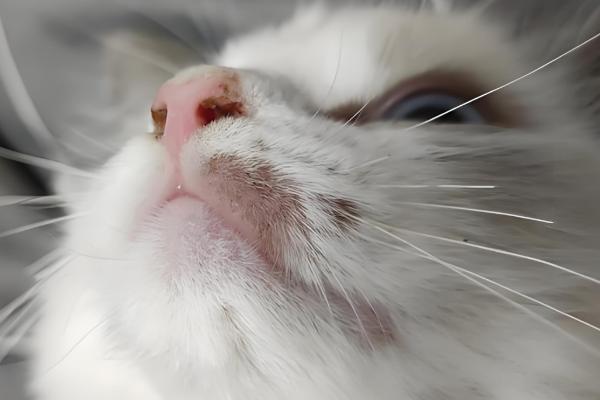 什么是猫蠕形螨，是寄生在猫身上的一种螨虫