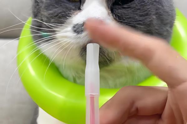 什么是猫蠕形螨，是寄生在猫身上的一种螨虫