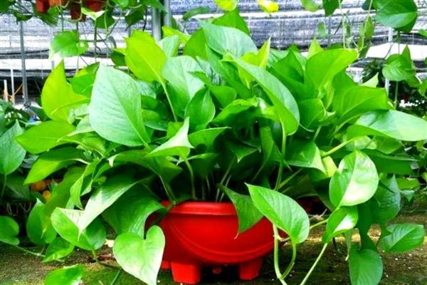 绿萝掉叶子的原因，可能是光照不适所致