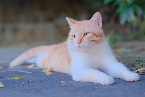 什么是猫蠕形螨，是寄生在猫身上的一种螨虫