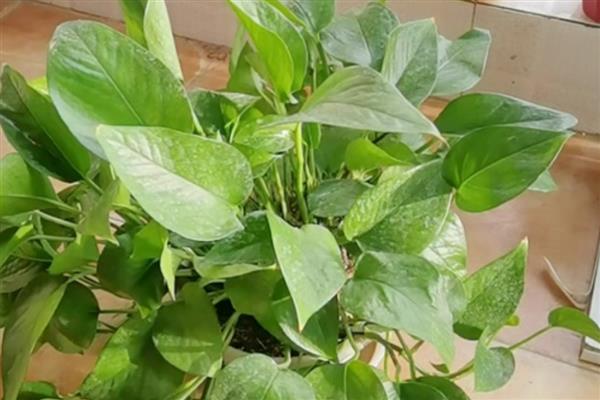 绿萝掉叶子的原因，可能是光照不适所致