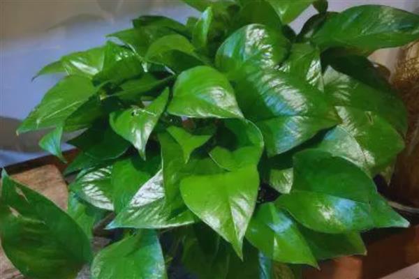 绿萝掉叶子的原因，可能是光照不适所致