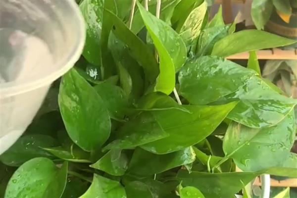 绿萝掉叶子的原因，可能是光照不适所致