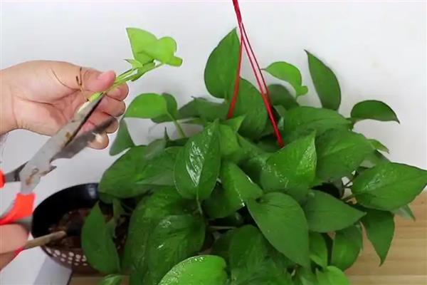 绿萝掉叶子的原因，可能是光照不适所致