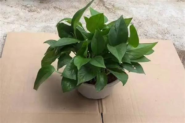 绿萝掉叶子的原因，可能是光照不适所致