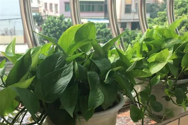 绿萝掉叶子的原因，可能是光照不适所致