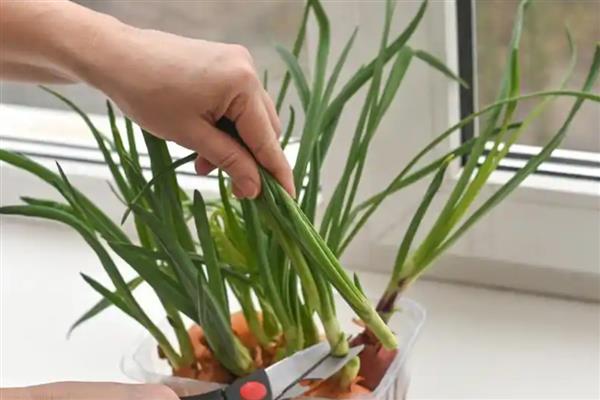 水仙开花后怎么留到明年，花期结束后修剪掉残花和枝叶