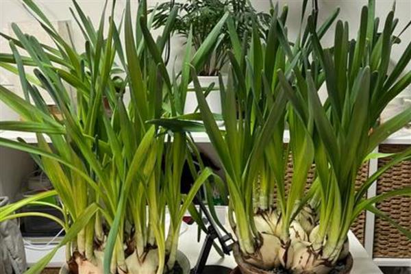 水仙开花后怎么留到明年，花期结束后修剪掉残花和枝叶