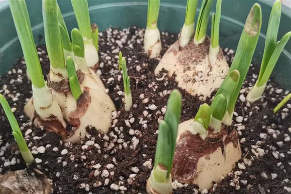 水仙开花后怎么留到明年，花期结束后修剪掉残花和枝叶