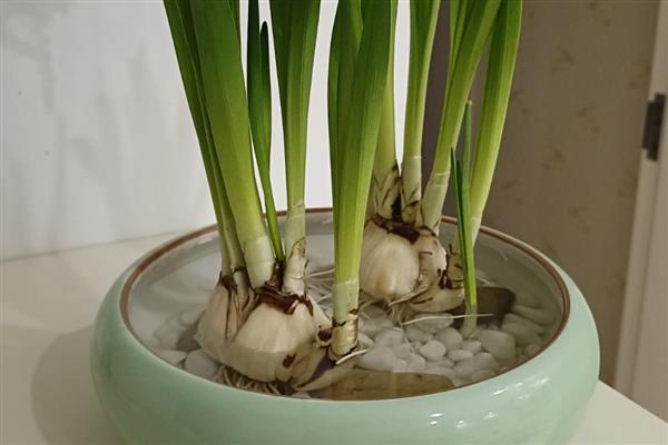 水仙开花后怎么留到明年，花期结束后修剪掉残花和枝叶