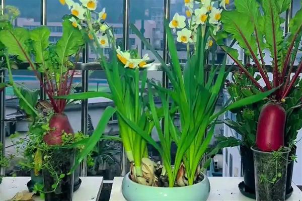 水仙开花后怎么留到明年，花期结束后修剪掉残花和枝叶