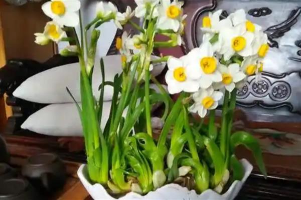 水仙开花后怎么留到明年，花期结束后修剪掉残花和枝叶