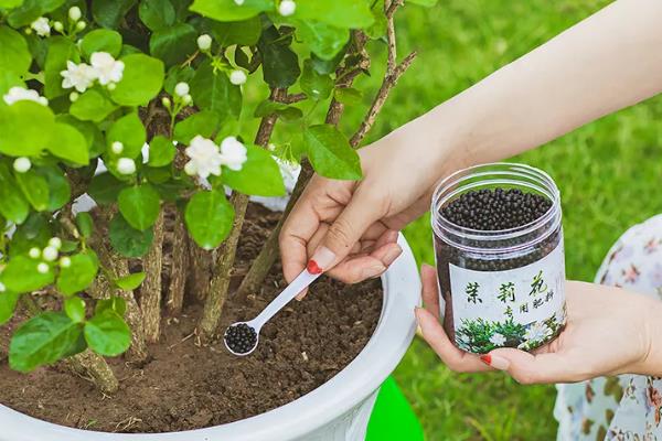 植物开花到底的意义，主要是为了繁殖后代