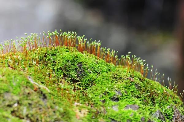 植物开花到底的意义，主要是为了繁殖后代